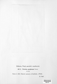 Puccinia recondita image